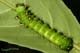 Actias selene