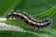 Callimorpha dominula