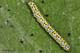 Sphargacucullia verbasci