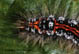 Euproctis similis