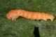 Cyclophora albipunctata