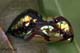 Euploea modesta