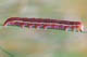 Lacanobia oleracea