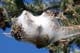 Thaumetopoea pityocampa