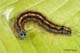 Malacosoma neustria