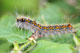 Trichiura crataegi