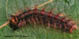 Lymantria dispar