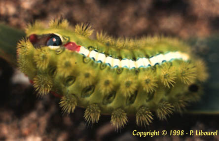 parasa thamia