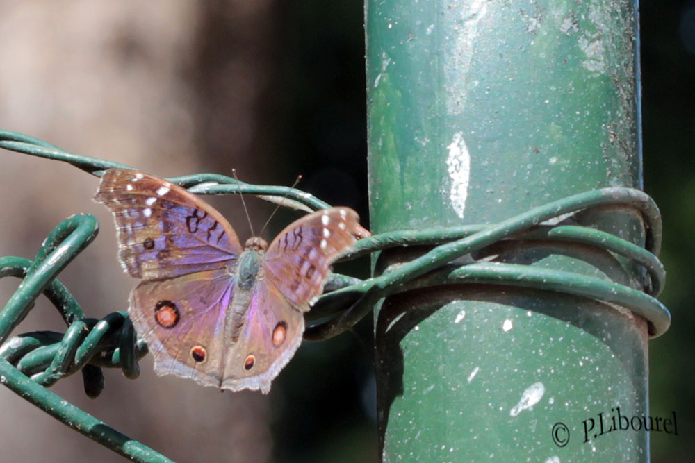 Junonia rhadama