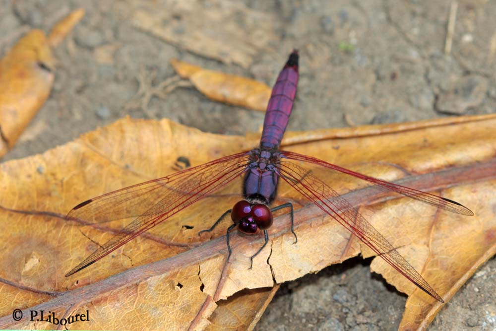 Trithemis annulata haematina