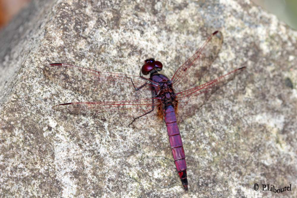 Trithemis annulata haematina