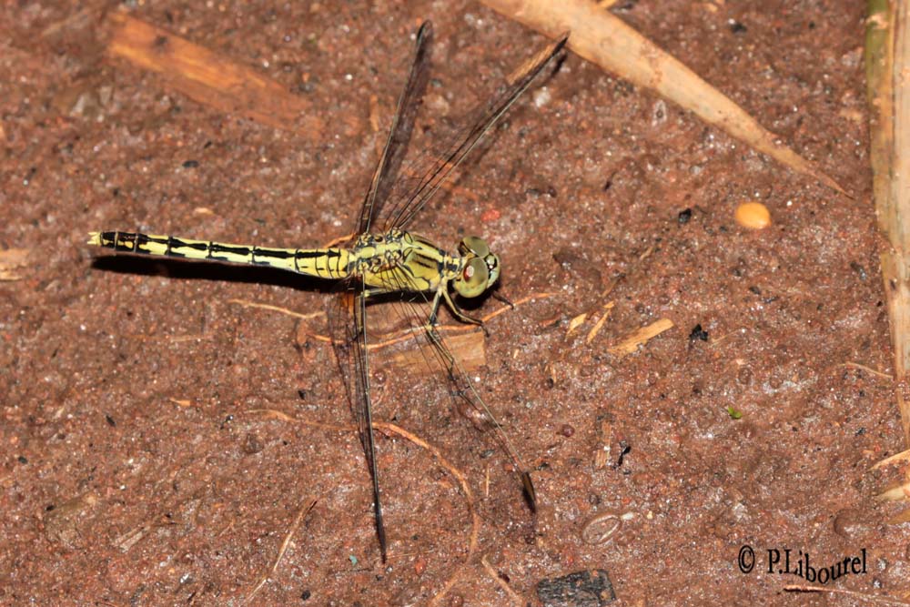 Diplacodes trivialis