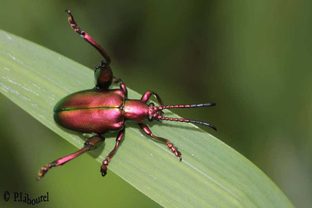 Sagra femorata
