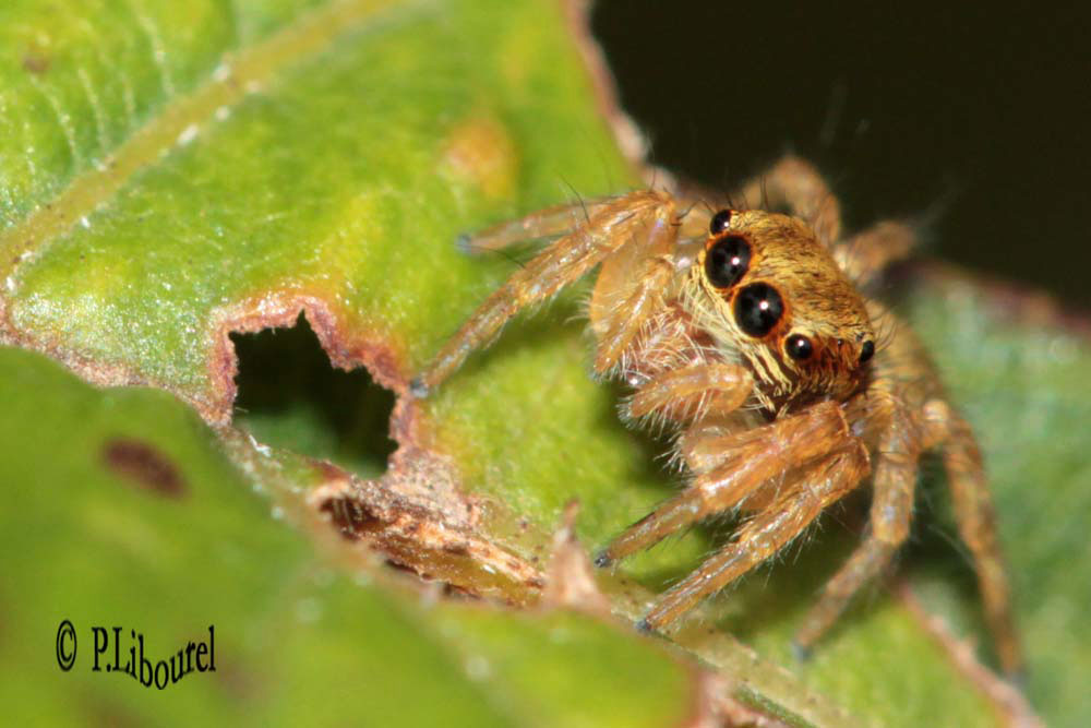 salticidae sp.