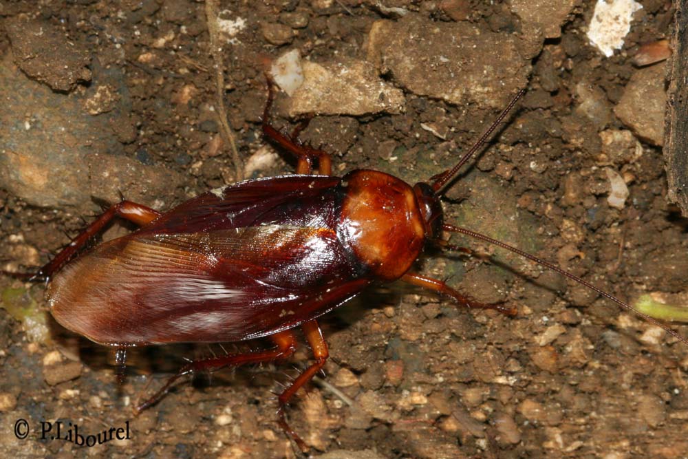 Periplaneta americana