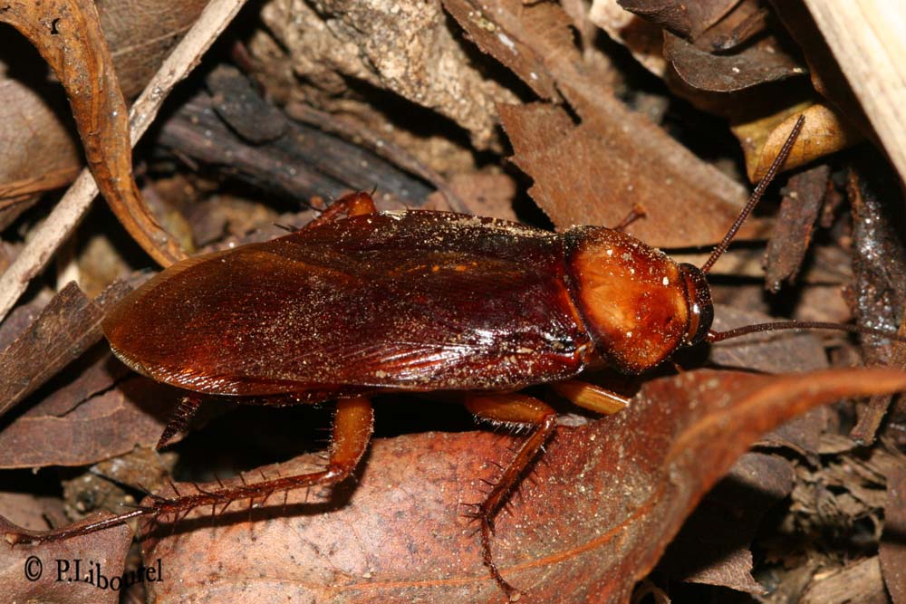 Periplaneta americana