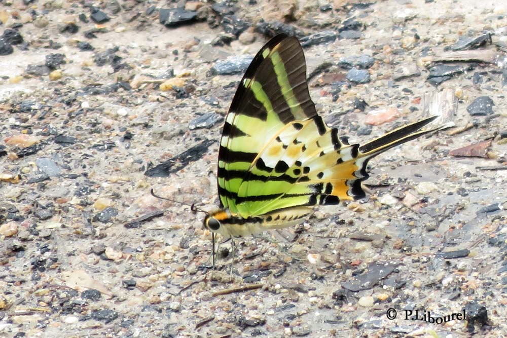 Pathysa antiphates itamputi