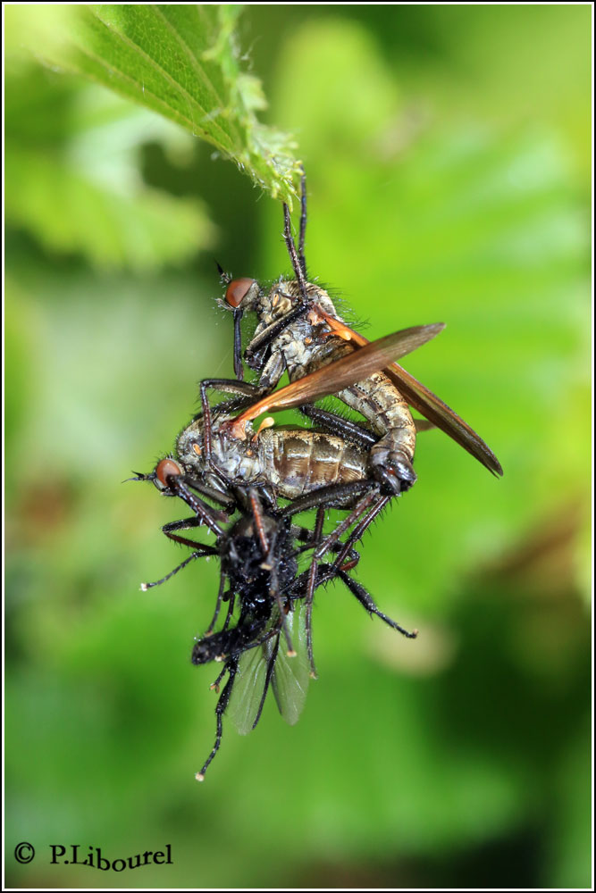 Empis tessellata