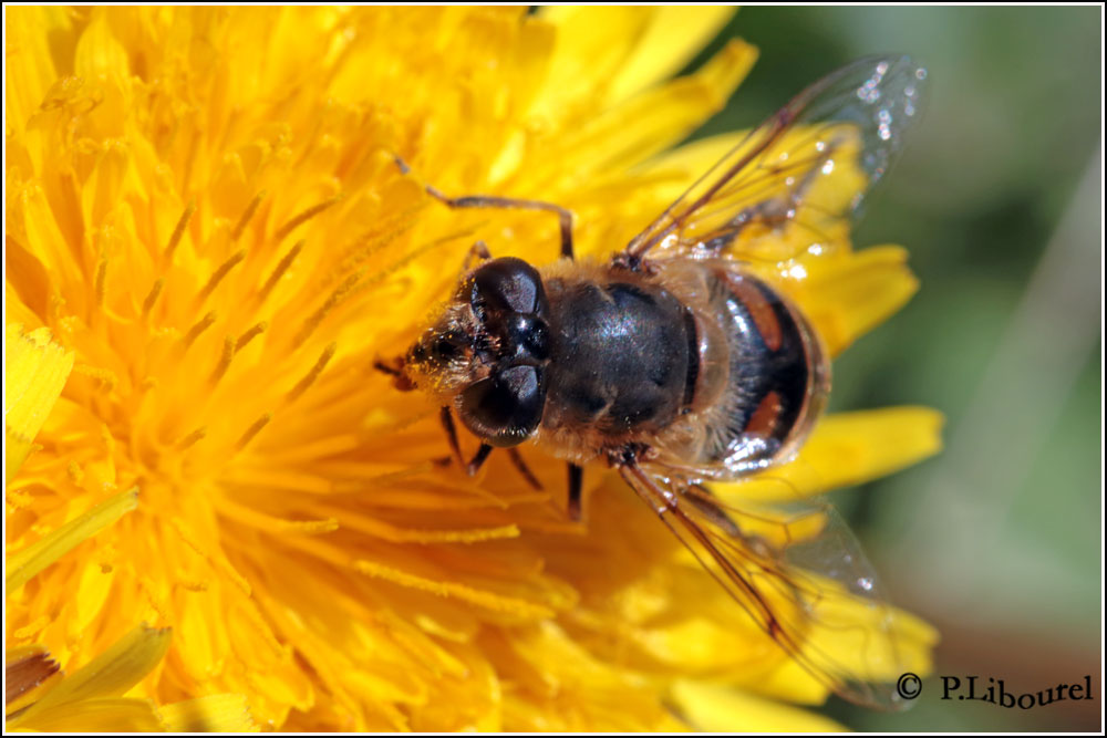 Eristalis interrupta