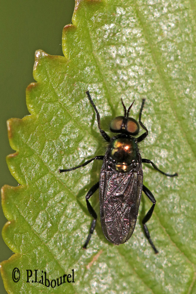 Actina chalybea