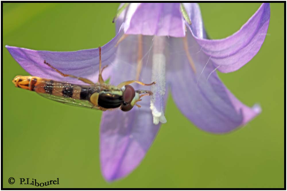 Sphaerophoria scripta
