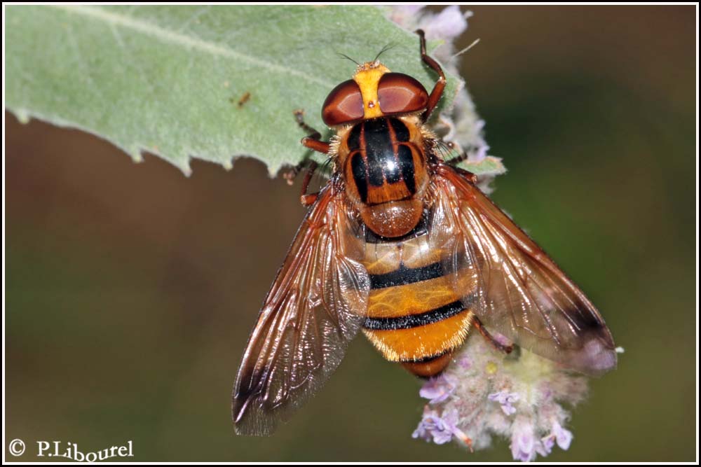 Volucella inanis