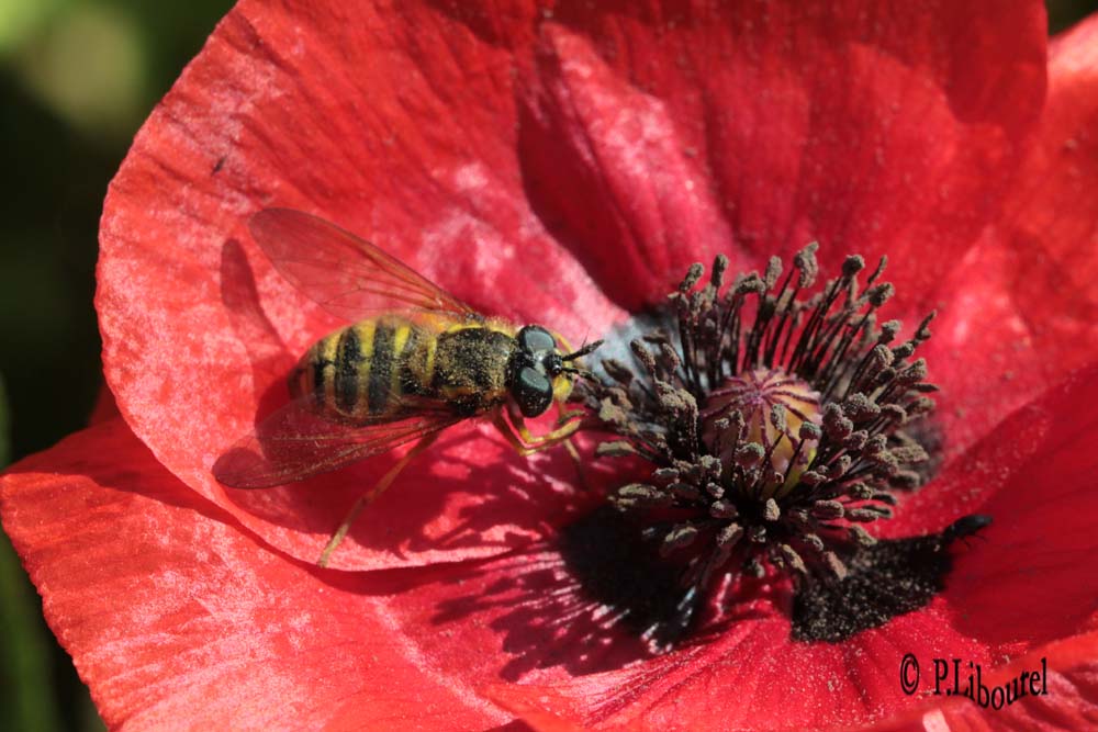chrysotoxum cautum