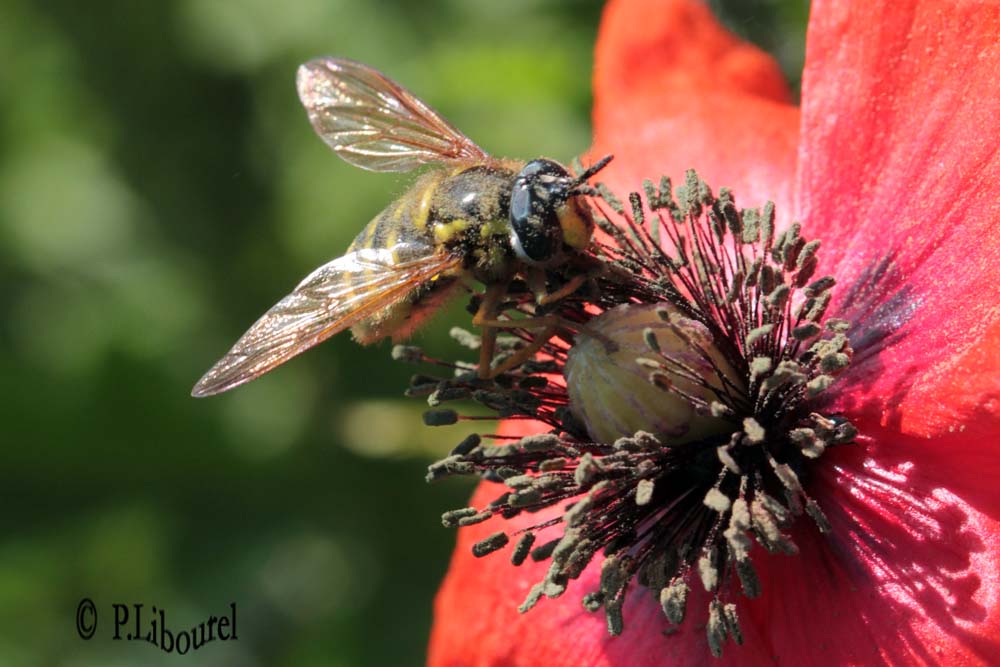 chrysotoxum cautum