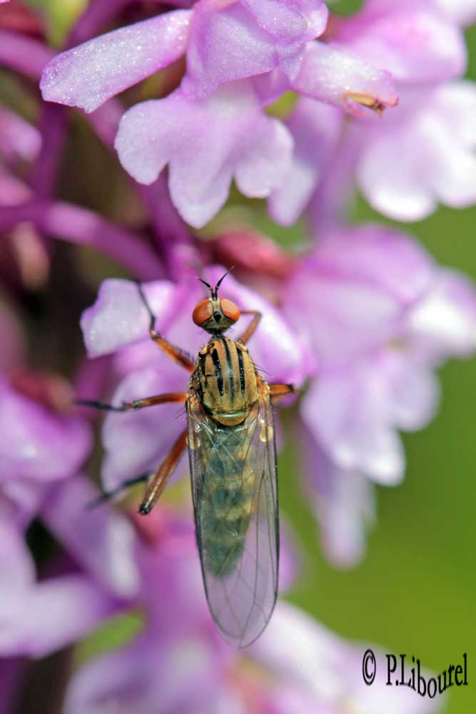 Empis livida