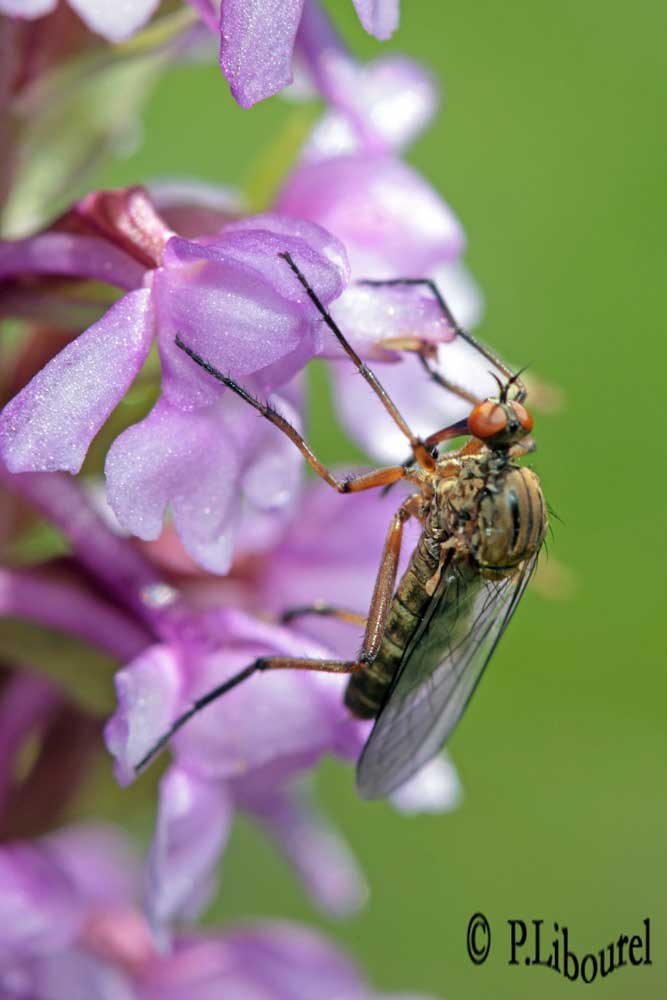 Empis livida