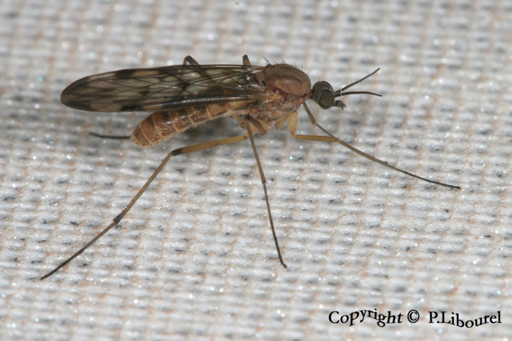 sylvicola