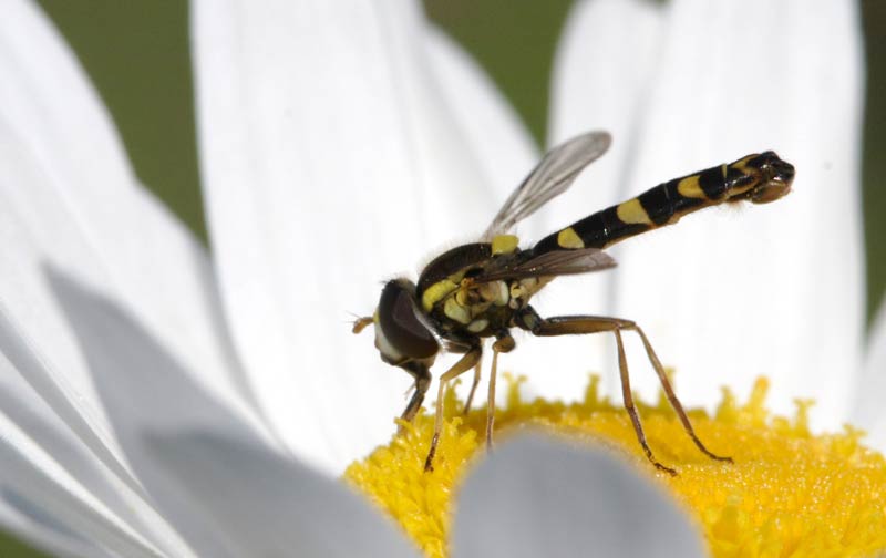 spharophora scipta