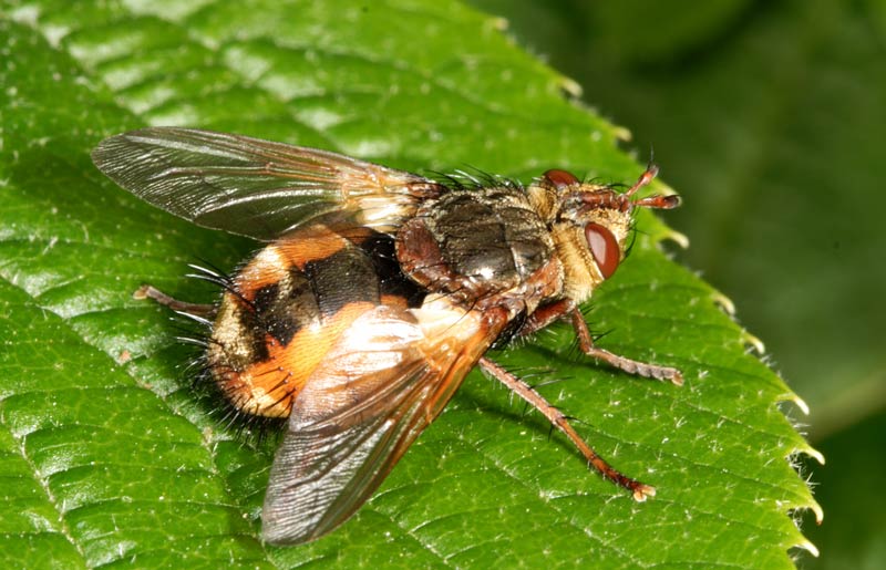 tachina fera
