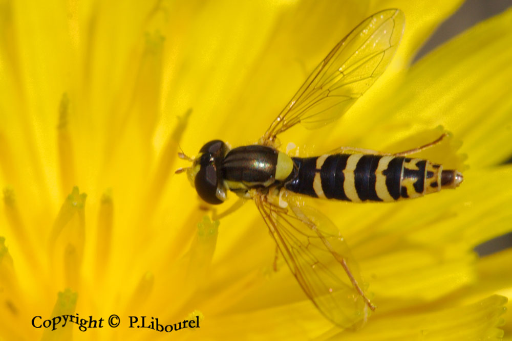 sphaerophoria scripta