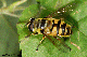 myathropa