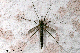 culicidae