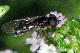 leucozonia