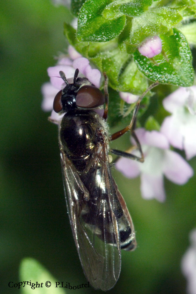 leucozona glauca