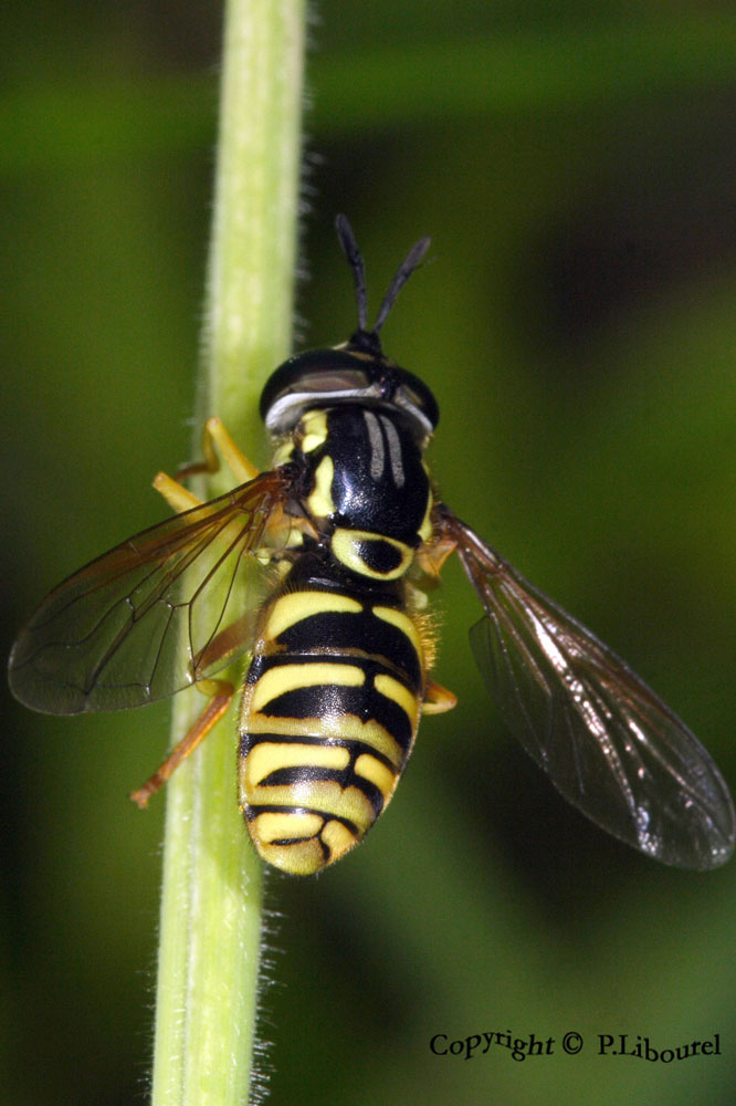 chrysotoxum cautum
