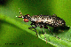 coremacera