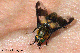 chrysops