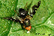 philophylla