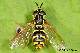chrysotoxum