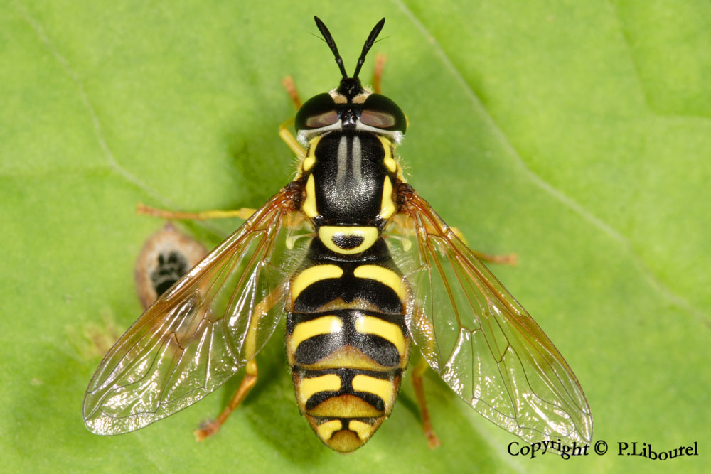 chrysotoxum elegans