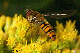 episyrphus
