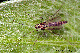 chironomidae
