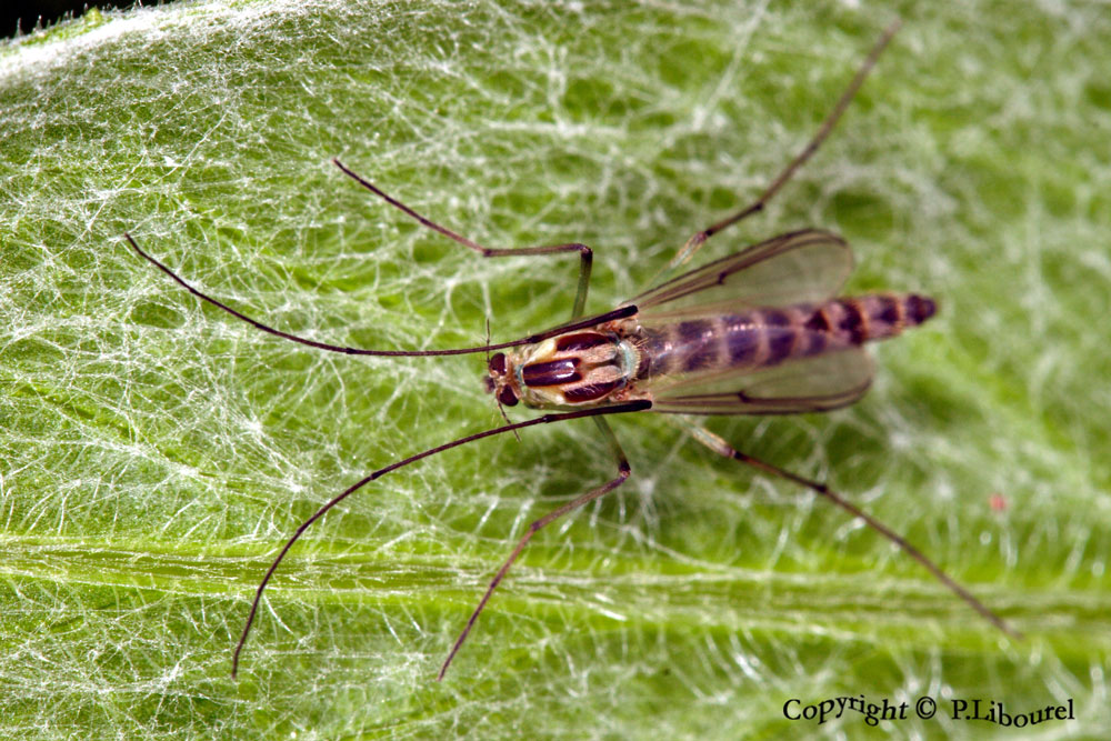 chironomidae