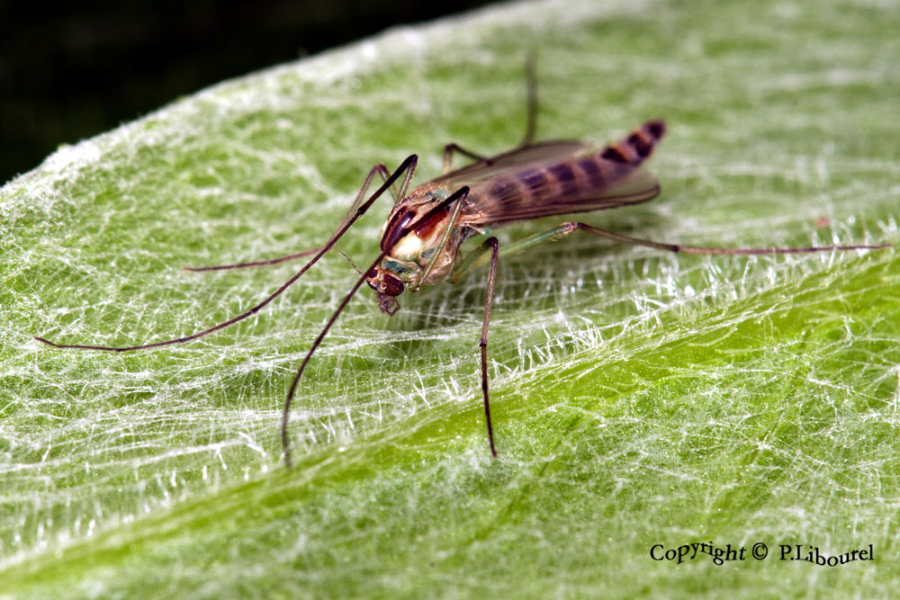 chironomidae