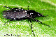 bibio marci