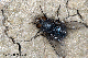 calliphora
